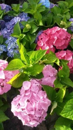 Hortensia (Hydrangea 'Endless Summer' Blauw) -PlantenPracht Winkel hortensia endless summer 2 1 2