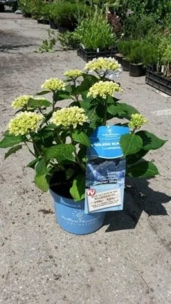 Hortensia (Hydrangea 'Endless Summer' Blauw) 13 Hortensia (Hydrangea 'Endless Summer' Blauw) -PlantenPracht Winkel hortensia endless summer 3 1