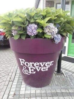 Hortensia Blauw (Hydrangea 'Forever&Ever') -PlantenPracht Winkel hortensia forever ever 2