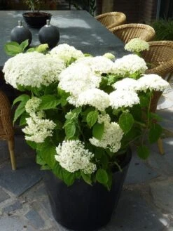 Hortensia (Hydrangea 'Strong Annabelle') -PlantenPracht Winkel hydrangea arb incrediball