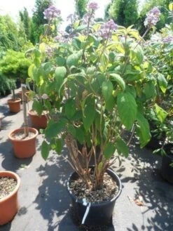 Fluweelhortensia (Hydrangea Aspera 'Macrophylla') -PlantenPracht Winkel hydrangea aspera macrophylla 125 150 175 c50 1