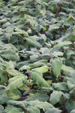 Fluweelhortensia (Hydrangea Aspera 'Macrophylla') -PlantenPracht Winkel hydrangea aspera macrophylla 1