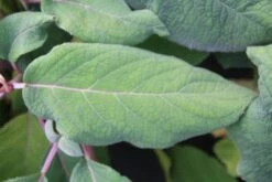 Fluweelhortensia (Hydrangea Aspera 'Macrophylla') -PlantenPracht Winkel hydrangea aspera macrophylla 2