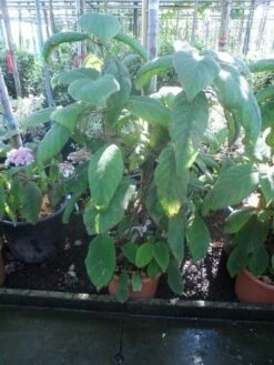 Fluweelhortensia (Hydrangea Aspera 'Sargentiana') -PlantenPracht Winkel hydrangea aspera sargentiana 60 80 100 c15