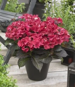 Hortensia (Hydrangea Black Diamonds Dark Angel) -PlantenPracht Winkel hydrangea black diamonds dark angel 2