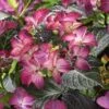 Hortensia (Hydrangea Black Diamonds Dark Angel Purple) -PlantenPracht Winkel hydrangea black diamonds dark angel purple 2