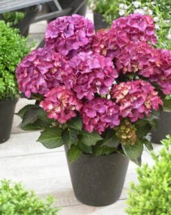 Hortensia (Hydrangea Black Diamonds Red Angel Purple) -PlantenPracht Winkel hydrangea black diamonds red angel purple 3 1
