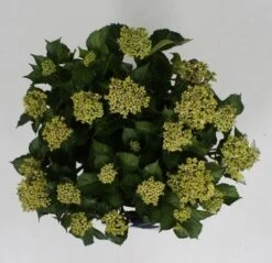 Hortensia Blue Ballad (Hydrangea 'Music Collection') -PlantenPracht Winkel hydrangea blue ballad c5 4