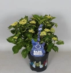 Hortensia Blue Boogiewoogie (Hydrangea 'Music Collection') -PlantenPracht Winkel hydrangea blue boogiewoogie 3 1 1
