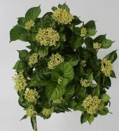 Hortensia Blue Boogiewoogie (Hydrangea 'Music Collection') -PlantenPracht Winkel hydrangea blue boogiewoogie 4 1 1