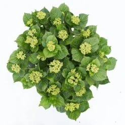 Hortensia Deep Purple Dance (Hydrangea 'Music Collection') -PlantenPracht Winkel hydrangea deep purple dance c5 3 1