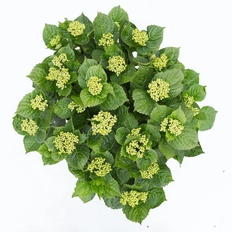 Hortensia Deep Purple Dance (Hydrangea 'Music Collection') 7 Hortensia Deep Purple Dance (Hydrangea 'Music Collection') - Afbeelding 5