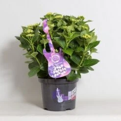 Hortensia Deep Purple Dance (Hydrangea 'Music Collection') -PlantenPracht Winkel hydrangea deep purple dance c5 4 1