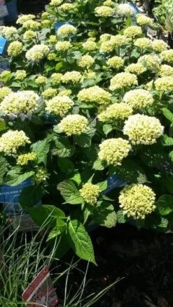 Hortensia (Hydrangea 'Endless Summer The Bride') -PlantenPracht Winkel hydrangea endless summer 1