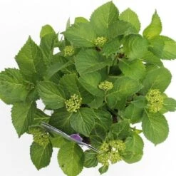 Hortensia Blauw (Hydrangea 'Forever&Ever') -PlantenPracht Winkel hydrangea forever ever blue boven bewerkt 1