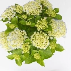 Hortensia Wit (Hydrangea 'Forever&Ever') -PlantenPracht Winkel hydrangea forever ever blue c5 5 2