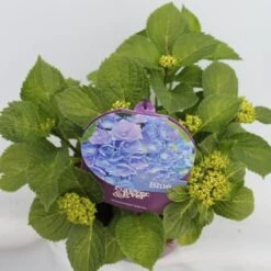 Hortensia Blauw (Hydrangea 'Forever&Ever') -PlantenPracht Winkel hydrangea forever ever blue hoek bewerkt