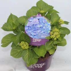 Hortensia Blauw (Hydrangea 'Forever&Ever') -PlantenPracht Winkel hydrangea forever ever blue voor bewerkt