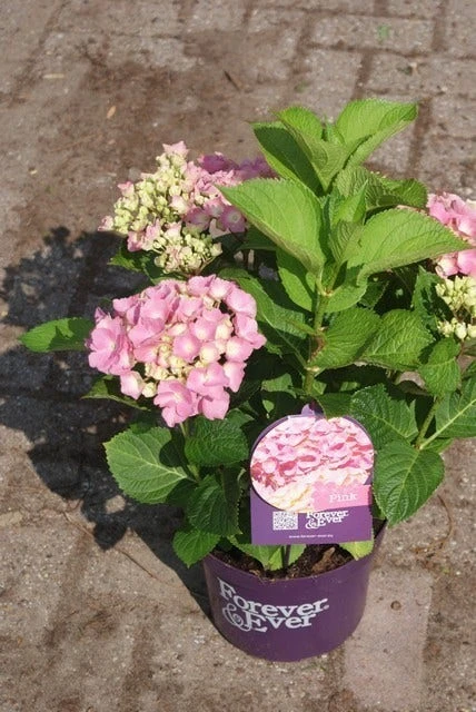 Hortensia Roze (Hydrangea 'Forever&Ever' Pink) 10 Hortensia Roze (Hydrangea 'Forever&Ever' Pink) - Afbeelding 8