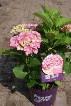 Hortensia Roze (Hydrangea 'Forever&Ever' Pink) 20 Hortensia Roze (Hydrangea 'Forever&Ever' Pink) -PlantenPracht Winkel hydrangea forever ever pink 4