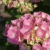 Hortensia Roze (Hydrangea 'Forever&Ever' Pink) -PlantenPracht Winkel hydrangea forever ever pink 5