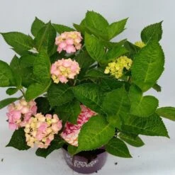 Hortensia Roze (Hydrangea 'Forever&Ever' Pink) -PlantenPracht Winkel hydrangea forever ever pink hoek 17 10 1