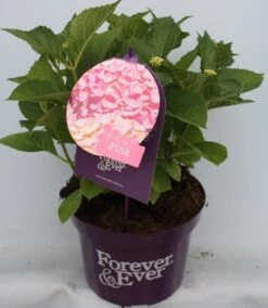 Hortensia Roze (Hydrangea 'Forever&Ever' Pink) 16 Hortensia Roze (Hydrangea 'Forever&Ever' Pink) -PlantenPracht Winkel hydrangea forever ever pink voor bewerkt