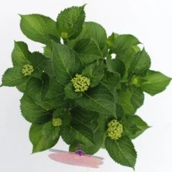 Hortensia Rood (Hydrangea 'Forever&Ever') -PlantenPracht Winkel hydrangea forever ever red boven bewerkt 1