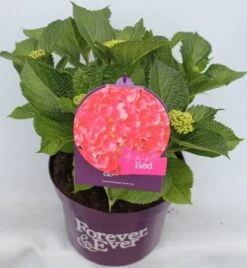 Hortensia Rood (Hydrangea 'Forever&Ever') -PlantenPracht Winkel hydrangea forever ever red voor bewerkt 1