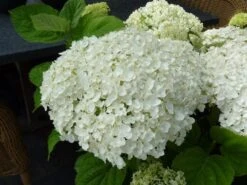 Hortensia (Hydrangea 'Strong Annabelle') -PlantenPracht Winkel hydrangea incrediball bloem 2