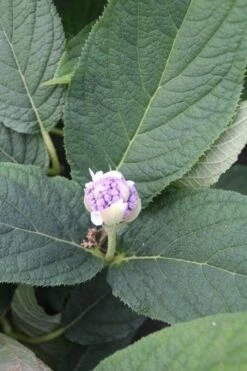 Hortensia (Hydrangea Involucrata) -PlantenPracht Winkel hydrangea involucrata 5