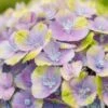 Hortensia (Hydrangea 'Magical Jewel Blue') 1 Hortensia (Hydrangea 'Magical Jewel Blue') -PlantenPracht Winkel hydrangea macr magical amethyst blue kopie 1