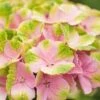 Hortensia (Hydrangea 'Magical Jewel Pink')