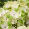 Hortensia (Hydrangea Magical Noblesse) 2 Hortensia (Hydrangea Magical Noblesse) -PlantenPracht Winkel hydrangea macr magical noblesse kopie