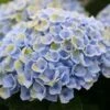 Hortensia (Hydrangea Magical Revolution Blue) -PlantenPracht Winkel hydrangea macr magical revolution blue kopie 1