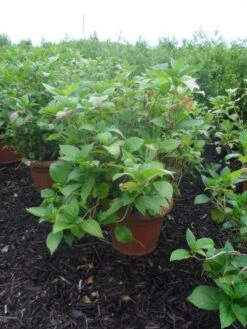 Hortensia (Hydrangea Macrophylla 'Soeur Therese') -PlantenPracht Winkel hydrangea macrophylla soeur therese c50 1