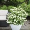 Hortensia (Hydrangea 'Prim White') -PlantenPracht Winkel hydrangea pan. prim white