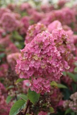 Pluimhortensia (Hydrangea Paniculata 'Sundae Fraise') -PlantenPracht Winkel hydrangea pan sundae fraise 2 2.5 frank elst 2