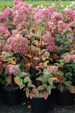Pluimhortensia (Hydrangea Paniculata 'Sundae Fraise') -PlantenPracht Winkel hydrangea pan sundae fraise 3 2.5 frank elst 2