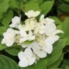 Pluimhortensia (Hydrangea Paniculata 'Dart's Little Dot') -PlantenPracht Winkel hydrangea paniculata darts little dot 1 2