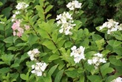 Pluimhortensia (Hydrangea Paniculata 'Dart's Little Dot') 18 Pluimhortensia (Hydrangea Paniculata 'Dart's Little Dot') -PlantenPracht Winkel hydrangea paniculata darts little dot 4