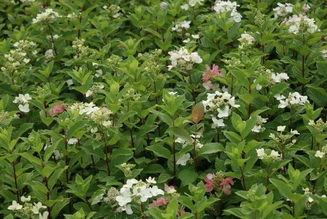 Pluimhortensia (Hydrangea Paniculata 'Dart's Little Dot') 12 Pluimhortensia (Hydrangea Paniculata 'Dart's Little Dot') - Afbeelding 10