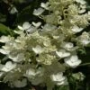 Pluimhortensia (Hydrangea Paniculata 'Dharuma')