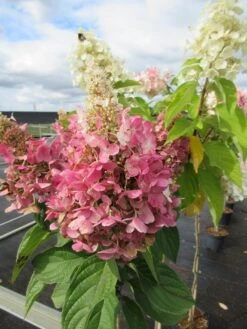 Pluimhortensia Op Stam (Hydrangea Paniculata 'Pinky Winky') 7 Pluimhortensia Op Stam (Hydrangea Paniculata 'Pinky Winky') -PlantenPracht Winkel hydrangea paniculata pinky winky 2 1 1