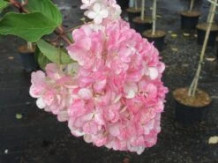 Pluimhortensia Op Stam (Hydrangea Paniculata 'Pinky Winky') -PlantenPracht Winkel hydrangea paniculata pinky winky 3 1