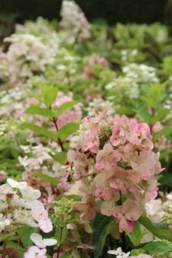 Pluimhortensia (Hydrangea Paniculata 'Unique') 15 Pluimhortensia (Hydrangea Paniculata 'Unique') -PlantenPracht Winkel hydrangea paniculata unique 1