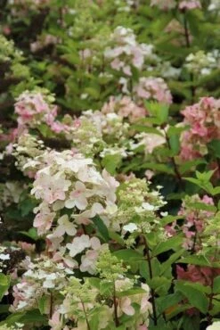 Pluimhortensia (Hydrangea Paniculata 'Unique') 17 Pluimhortensia (Hydrangea Paniculata 'Unique') -PlantenPracht Winkel hydrangea paniculata unique 3
