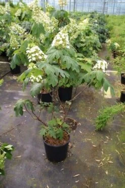 Eikenbladhortensia (Hydrangea Quercifolia) 23 Eikenbladhortensia (Hydrangea Quercifolia) -PlantenPracht Winkel hydrangea quercifolia