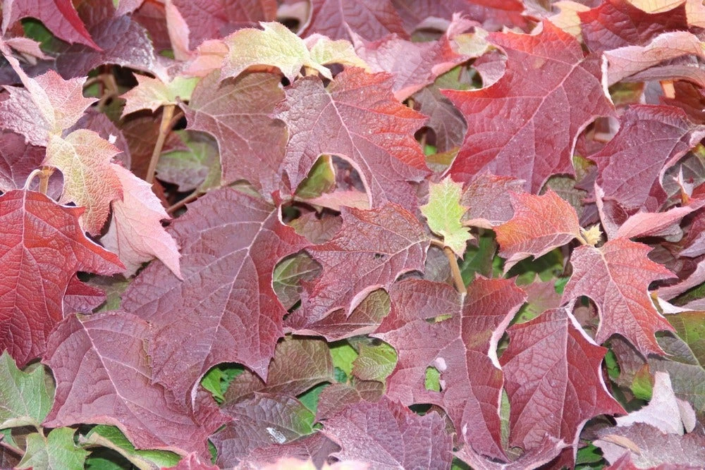 Eikenbladhortensia (Hydrangea Quercifolia) 7 Eikenbladhortensia (Hydrangea Quercifolia) - Afbeelding 5