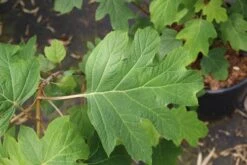 Eikenbladhortensia (Hydrangea Quercifolia) 25 Eikenbladhortensia (Hydrangea Quercifolia) -PlantenPracht Winkel hydrangea quercifolia 4